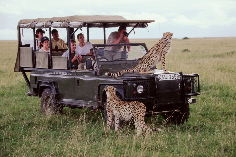 SafariMasaiMara